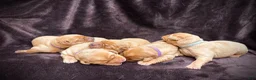 Labrador Retriever dogs for sale: #1 Female aka first born pup  - Ad 7