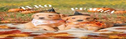 Golden Retriever dogs for sale: Golden Retriever 1 - Ad 5