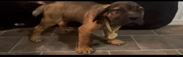 Cane Corso dogs for sale: MAX 🩵 - Ad 4