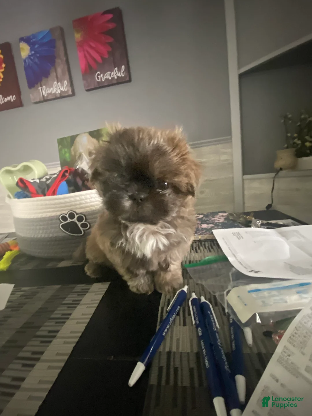 Shih Tzu dogs for sale: Shih Tzu Puppy 1 - Ad 1