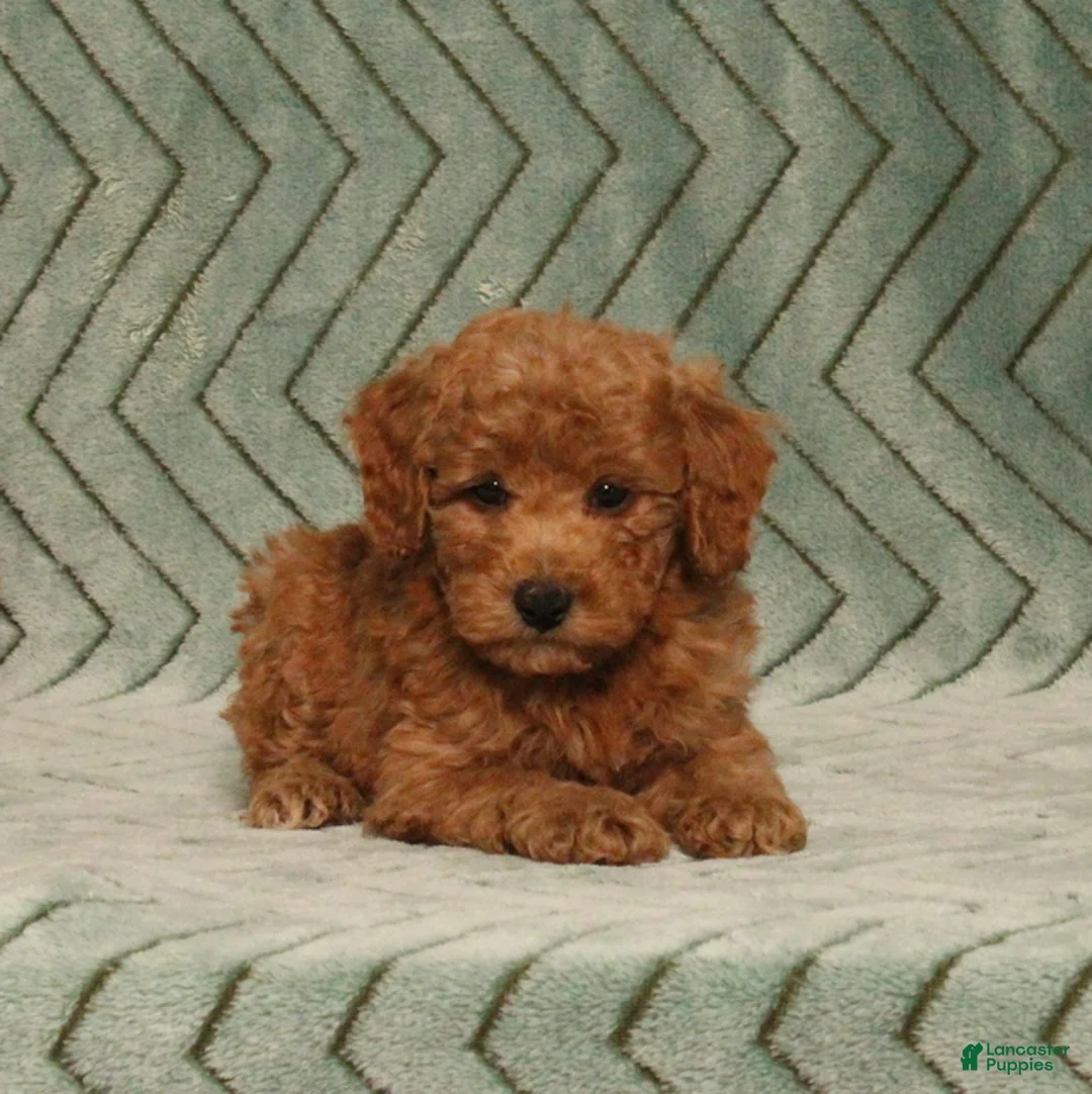 Miniature Poodle dogs for sale: Gomer - Ad 2