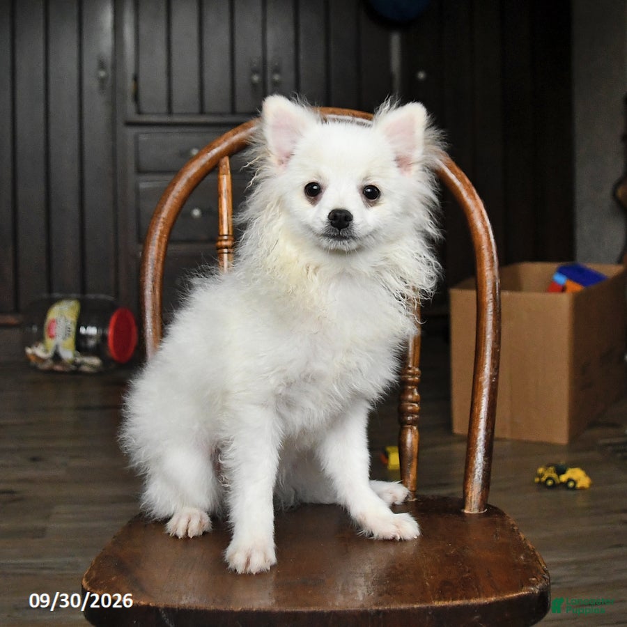 Pomeranian dogs Duke - Ad 1