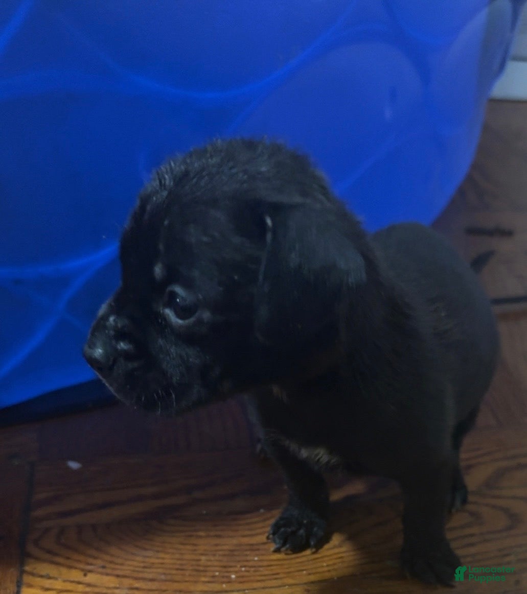 Mixed Breed dogs for sale: Mixed Breed 2 - Ad 13
