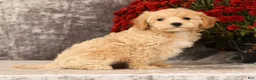 Havapoo dogs for sale: Rachel - Ad 8