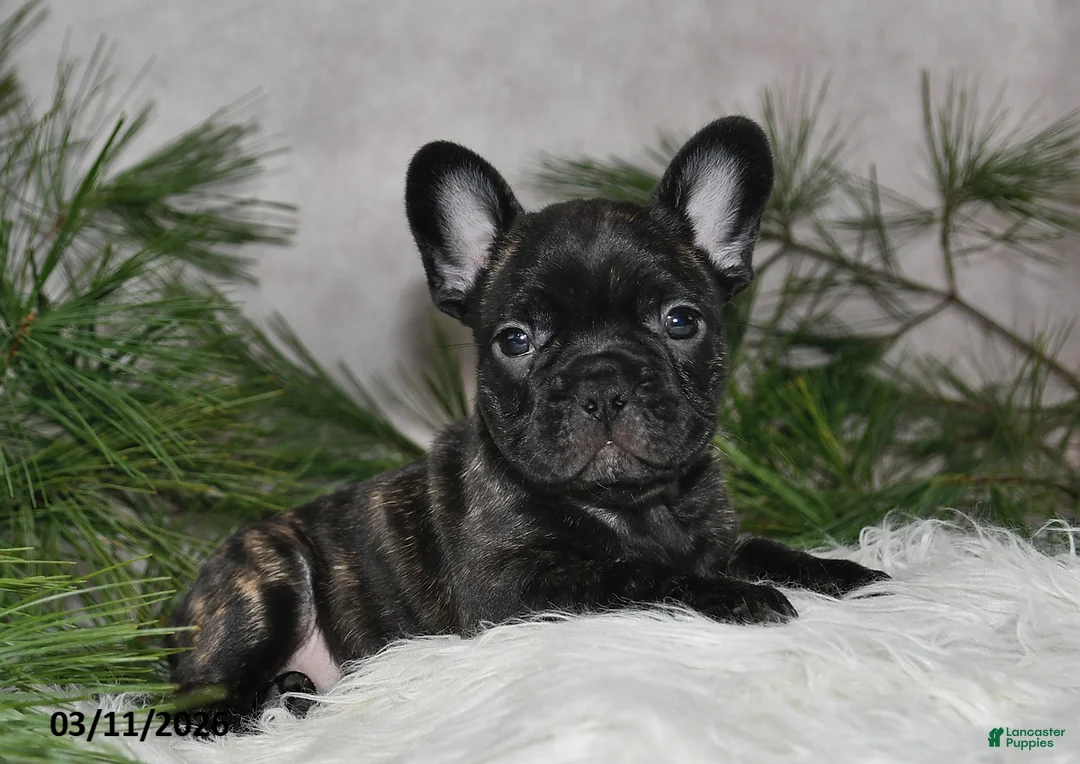 Frenchton dogs for sale: Forrest - Ad 2