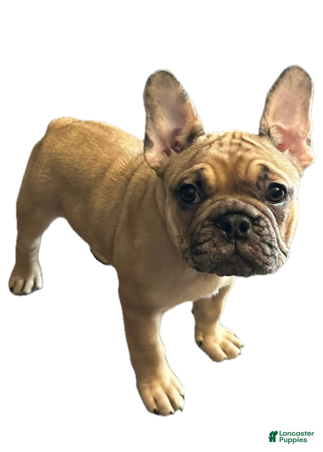 French Bulldog dogs for sale: Tiny - Ad 2