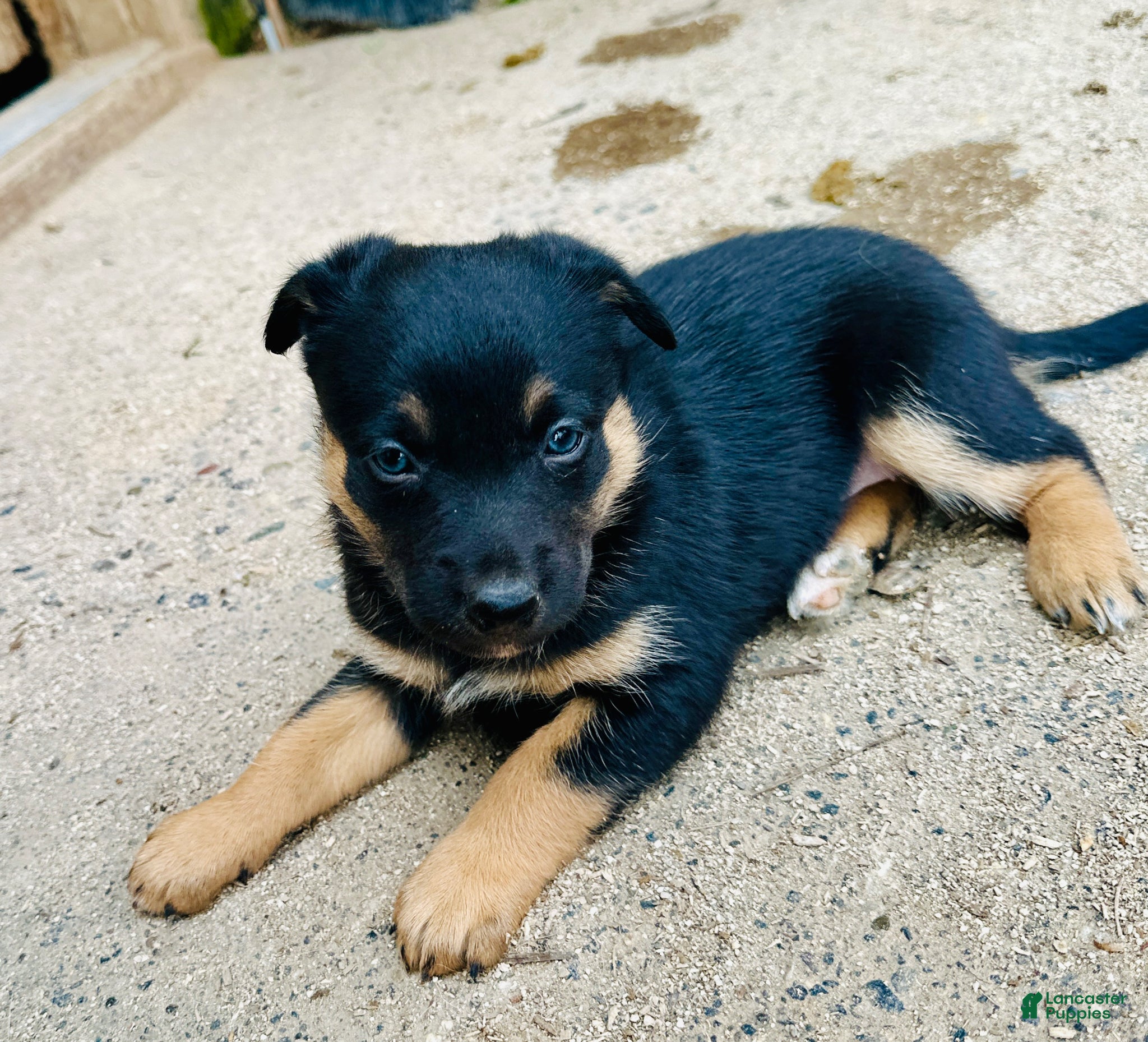 Mixed Breed dogs Kelpie/ McNab 1/4 Border Collie Blk/Tan female  - Ad 2