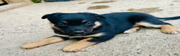 Mixed Breed dogs for sale: Kelpie/ McNab 1/4 Border Collie Blk/Tan female  - Ad 2