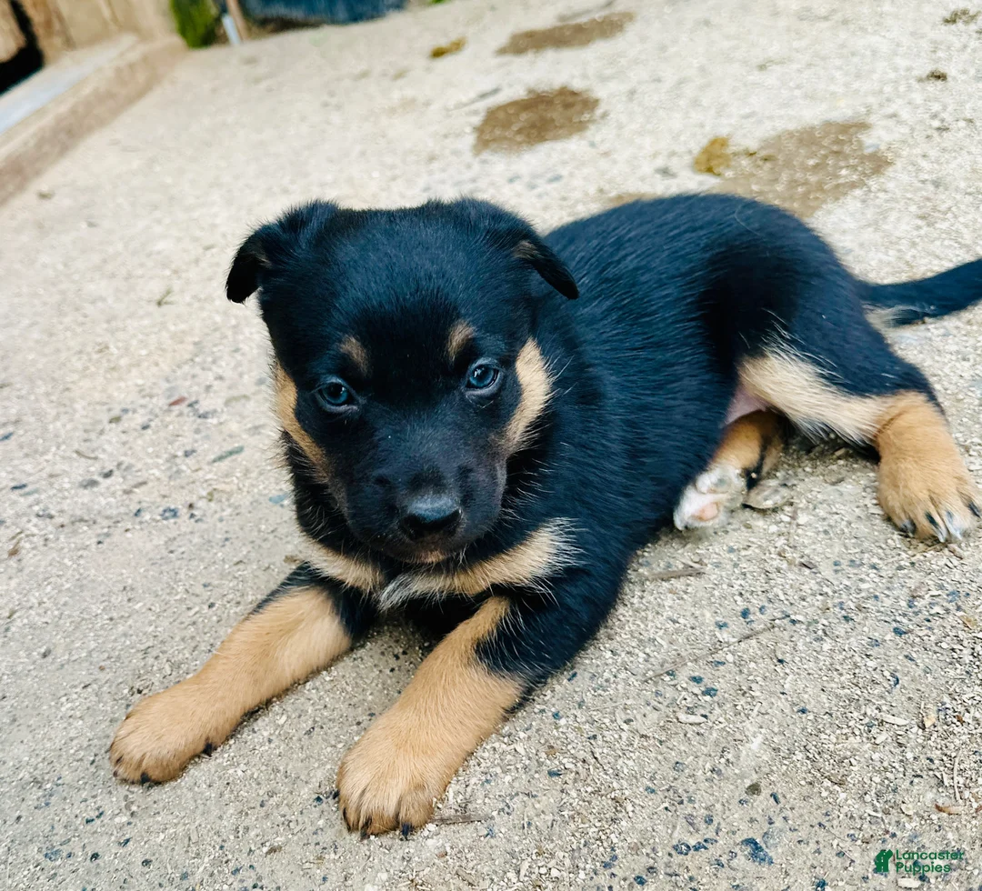 Mixed Breed dogs for sale: Kelpie/ McNab 1/4 Border Collie Blk/Tan female  - Ad 2