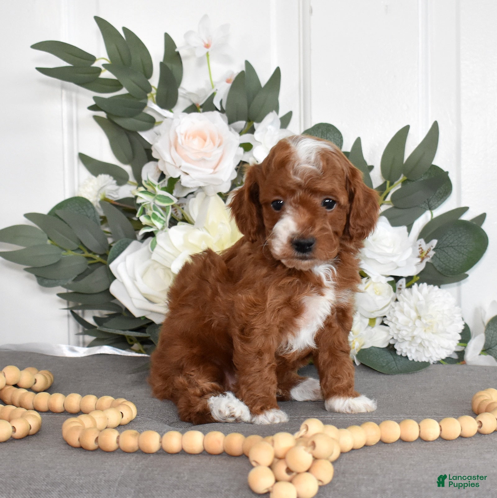 Toy Poodle dogs Parker  - Ad 2