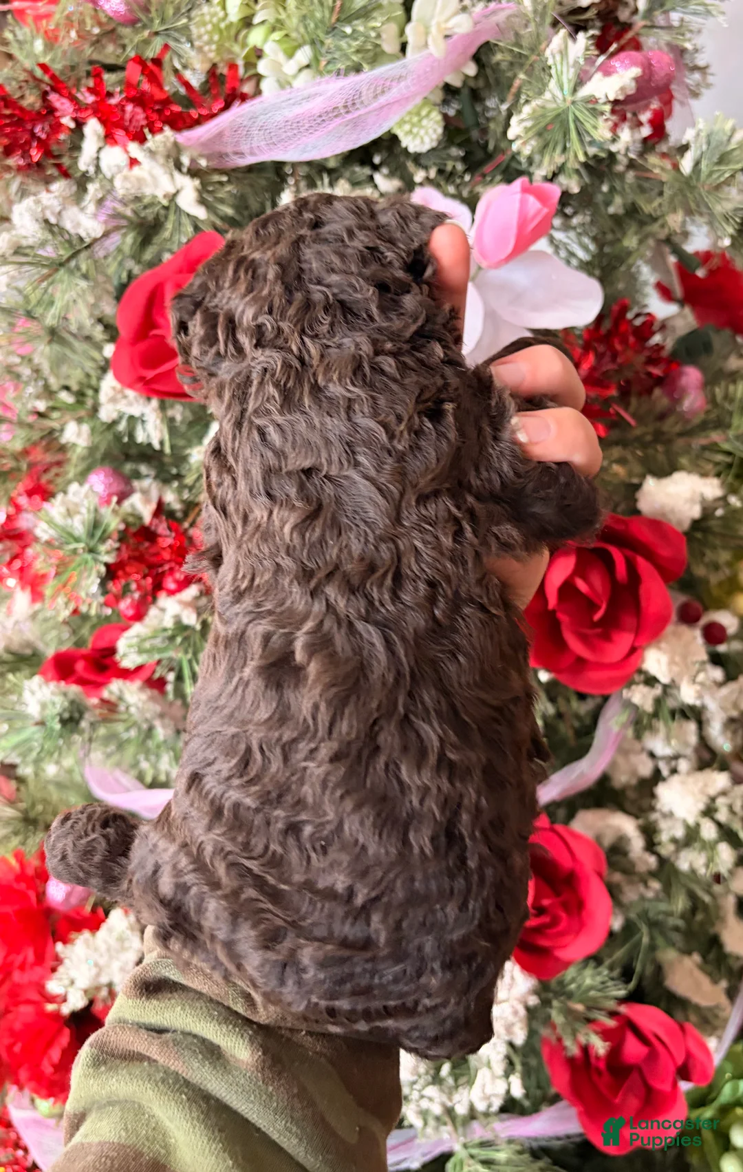 Goldendoodle dogs for sale: Goldendoodle Puppy 6 - Ad 2