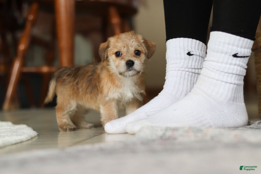 Morkie dogs for sale: Ina - Ad 4