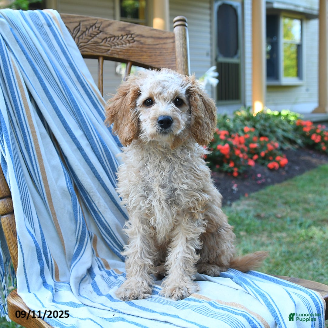 Cockapoo dogs for sale: Faith - Ad 13