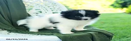 Pomeranian dogs for sale: Alex - Ad 3