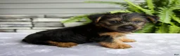 Yorkshire Terrier dogs for sale: Koby - Ad 3