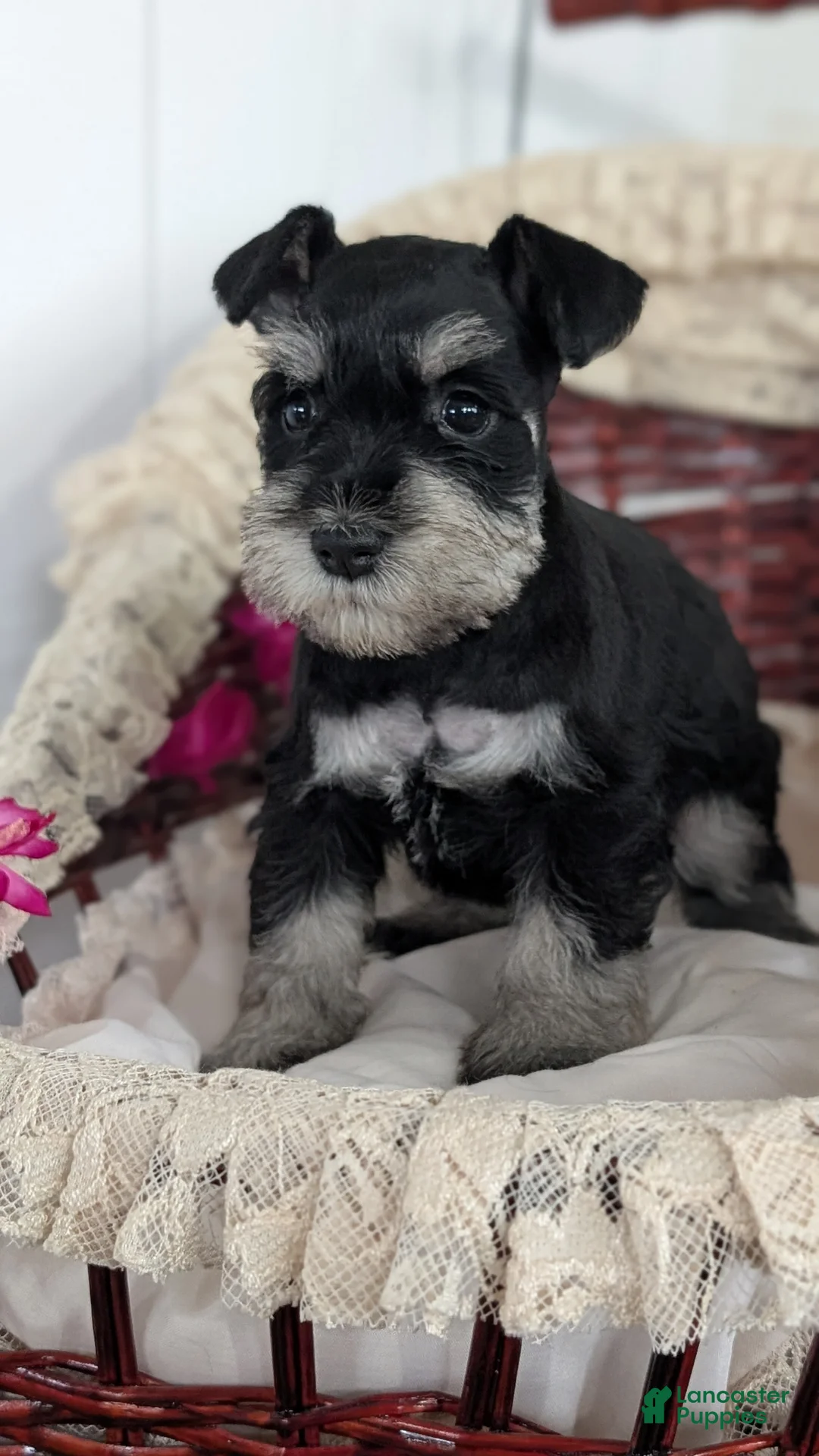 Miniature Schnauzer dogs for sale: Malia - Ad 10