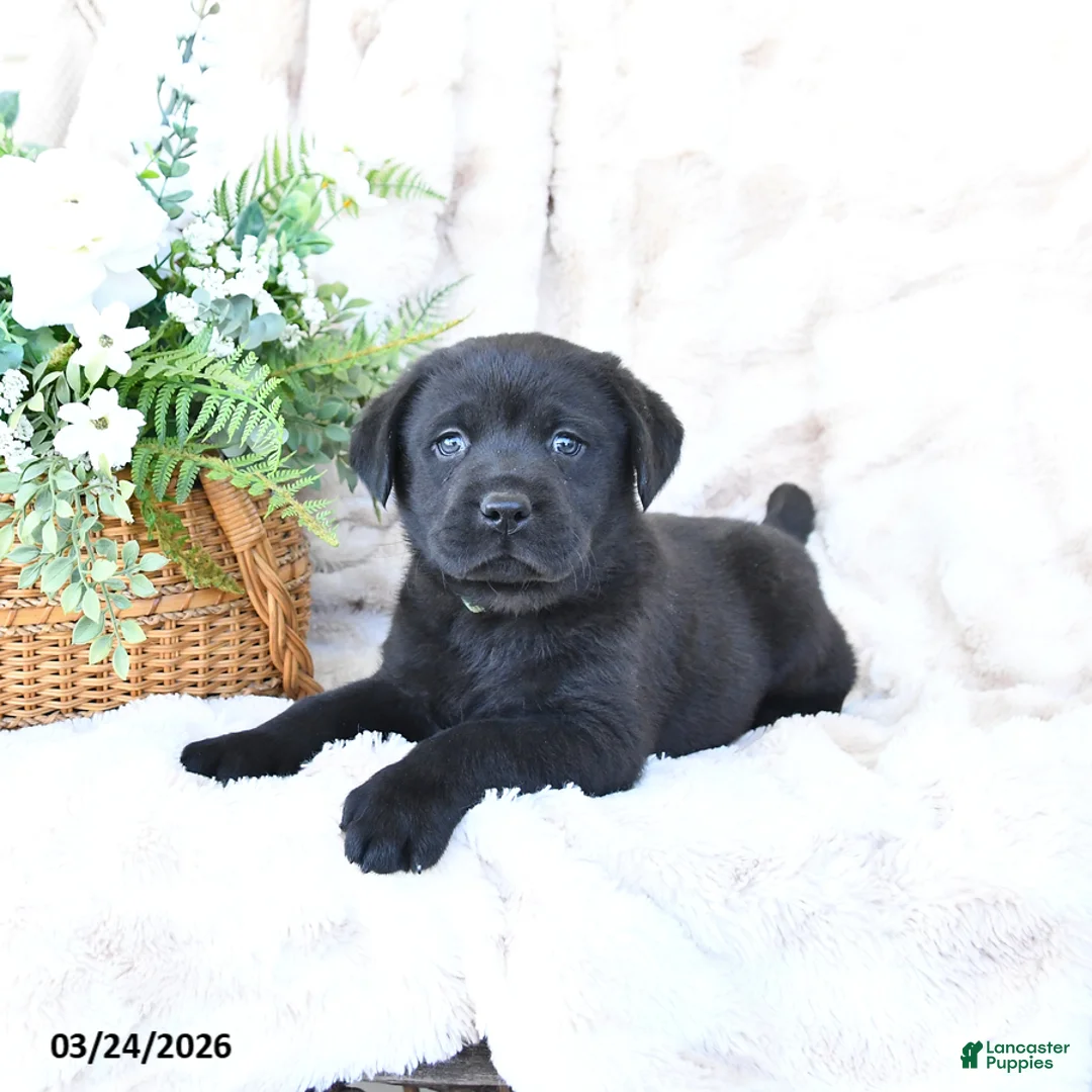 Labrador Retriever dogs for sale: Freddy - Ad 1