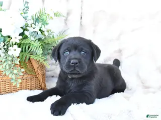Labrador Retriever dogs for sale: Freddy - Ad 4