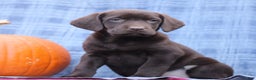 Labrador Retriever dogs for sale: Joanna  - Ad 4