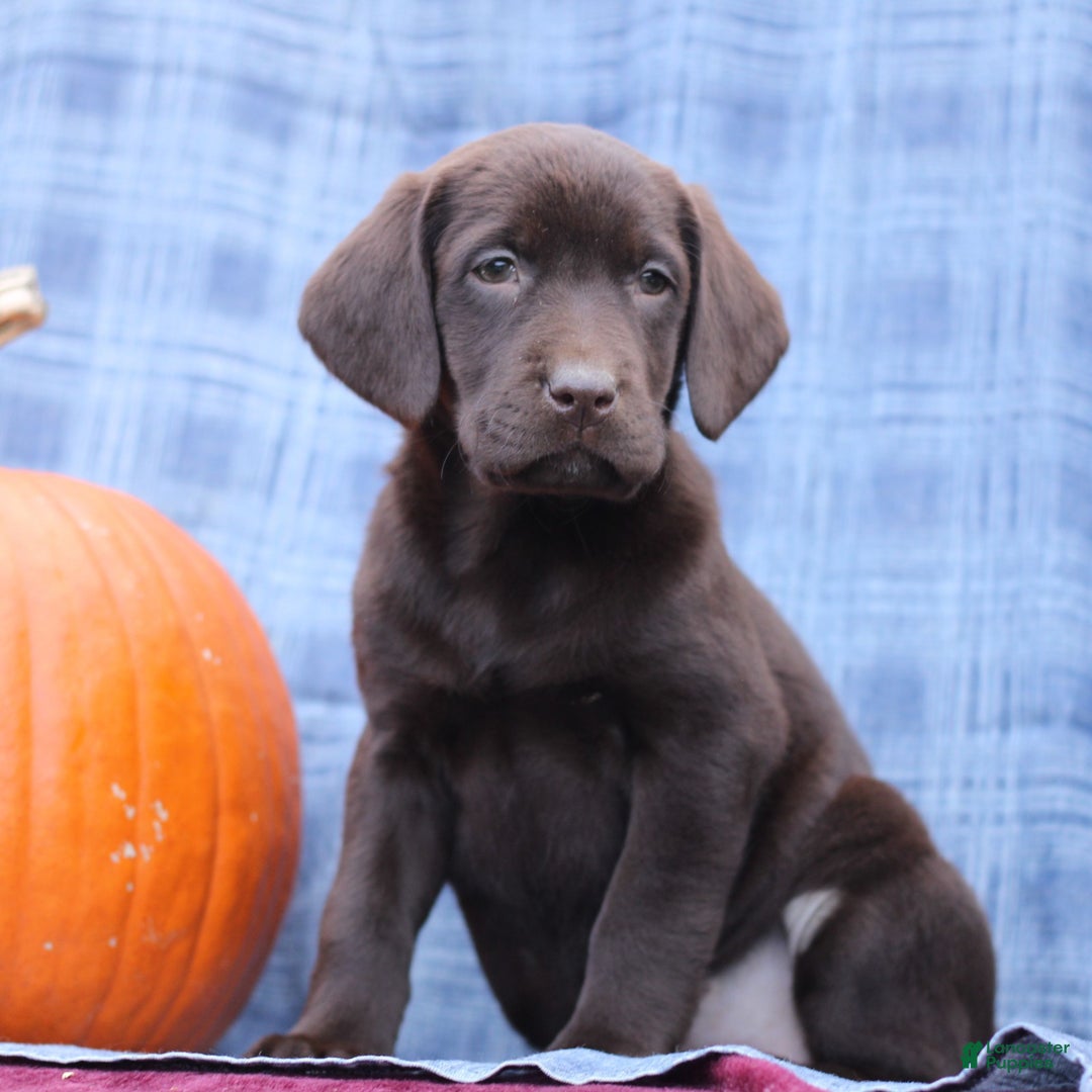 Labrador Retriever dogs for sale: Joanna  - Ad 4