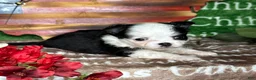 Chihuahua dogs for sale: EllieMay Long Coat  - Ad 5