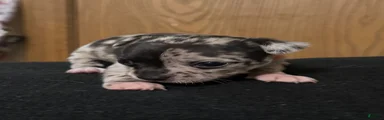 Chihuahua 4