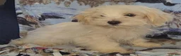 Mixed Breed dogs for sale: Snowball - Ad 3