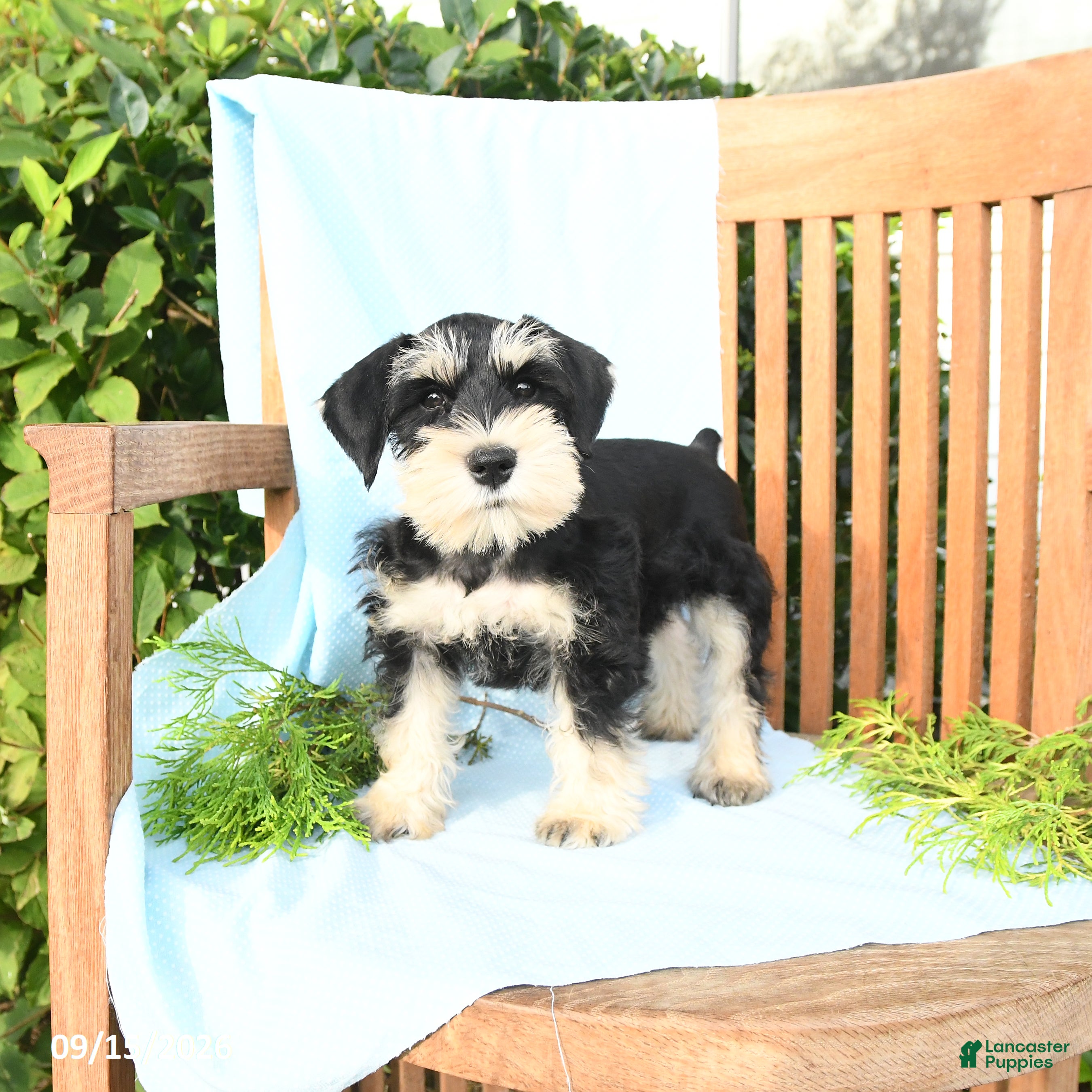 Schnauzer dogs Kirk - Ad 1