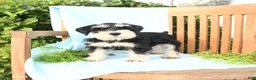 Schnauzer dogs for sale: Kirk - Ad 1