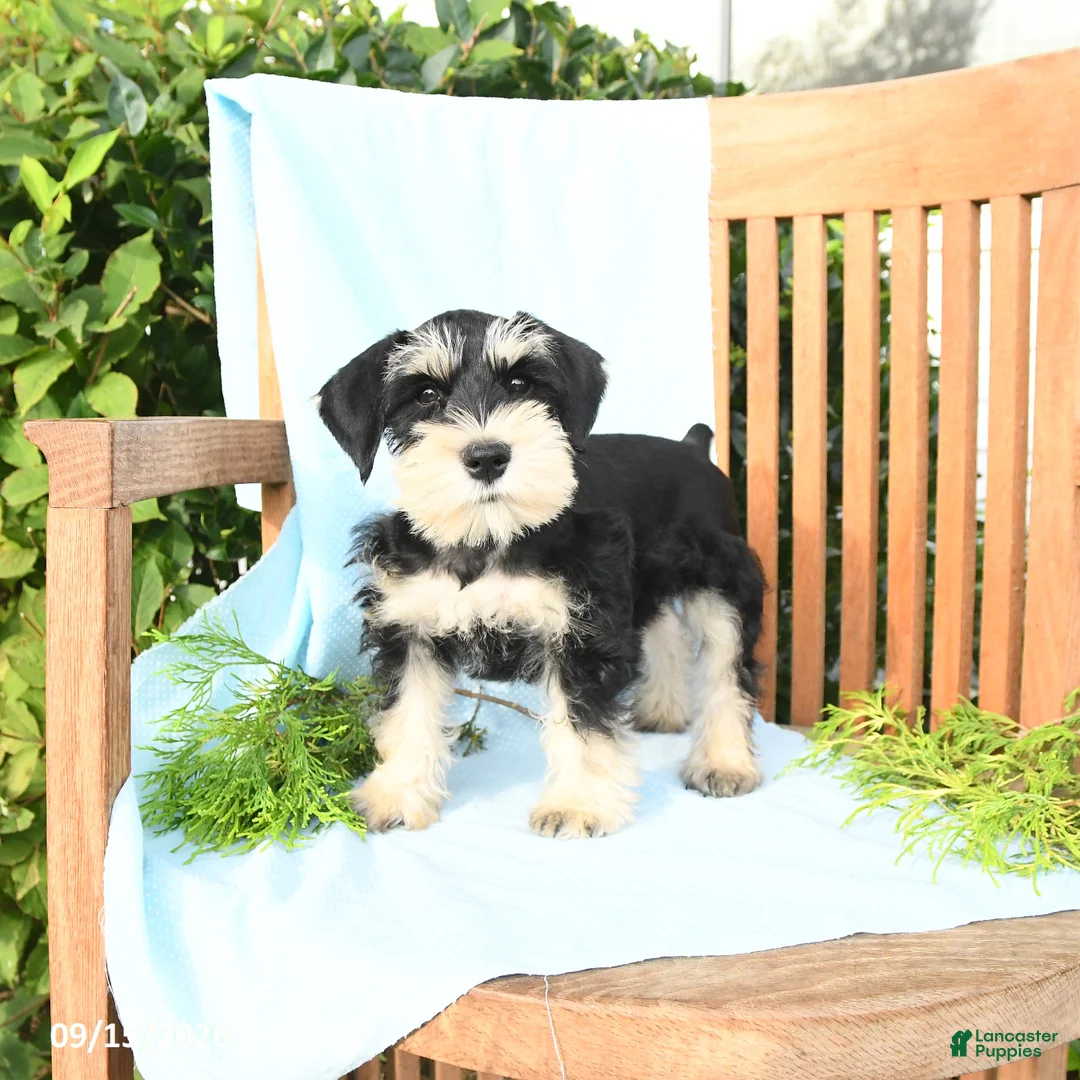Schnauzer dogs for sale: Kirk - Ad 1