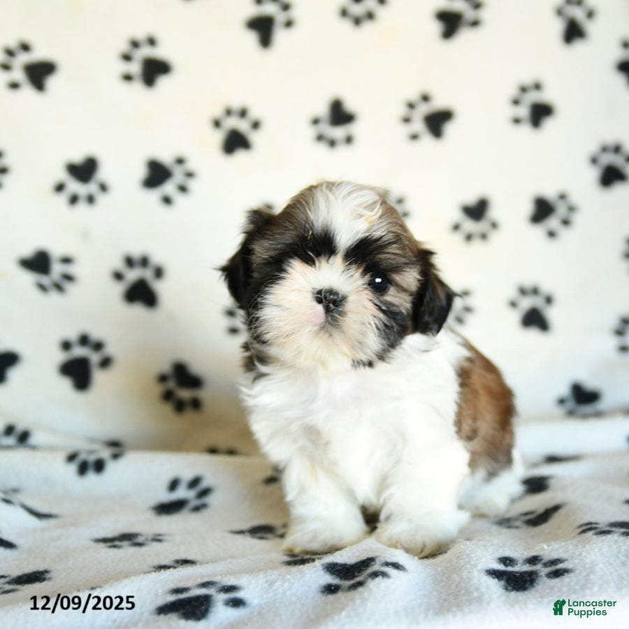 Shih Tzu dogs Pretzel - Ad 27