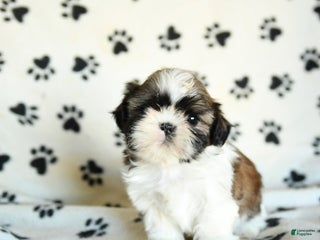 Shih Tzu dogs Pretzel - Ad 2