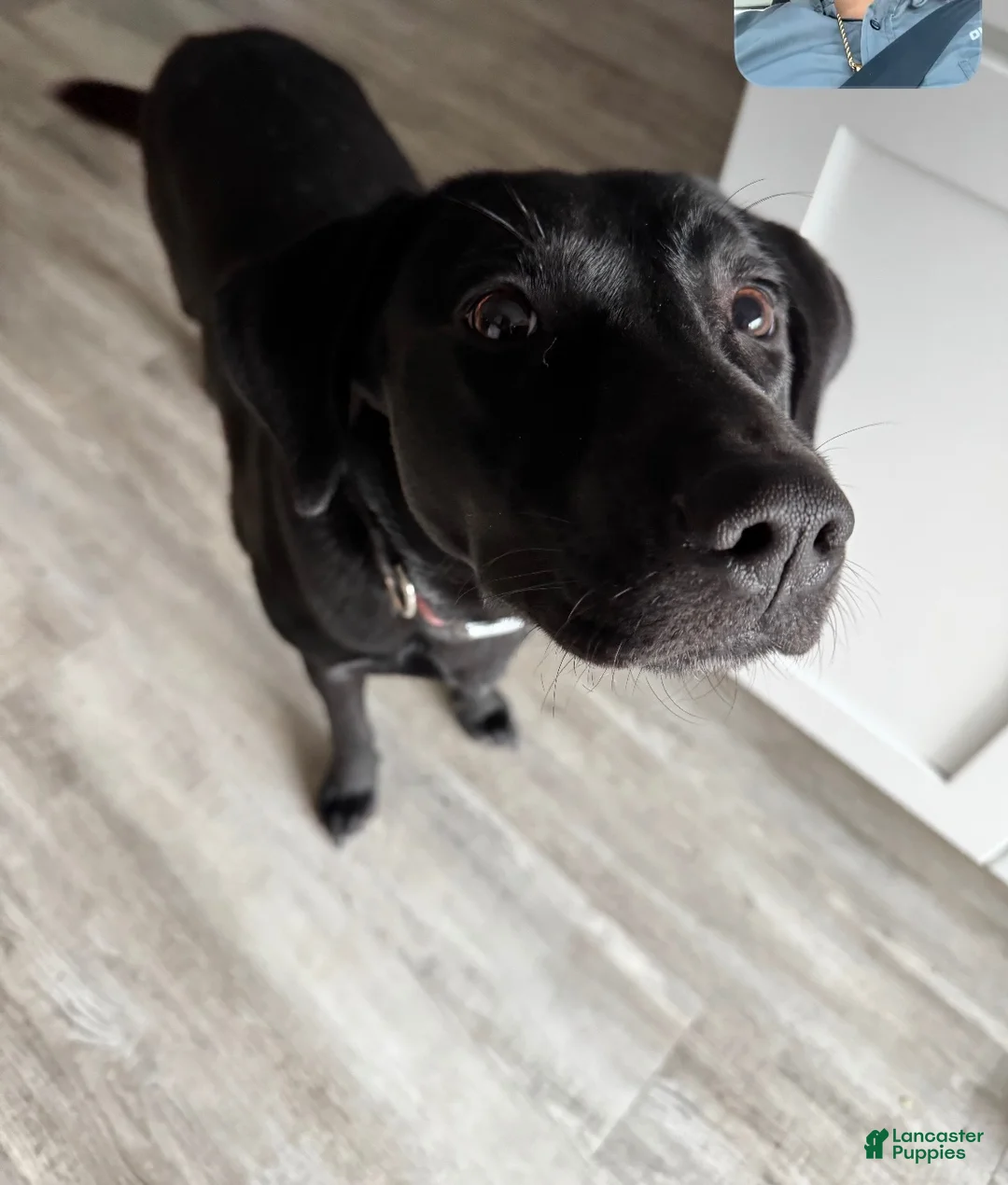 Mixed Breed dogs for sale: Crème - Ad 4