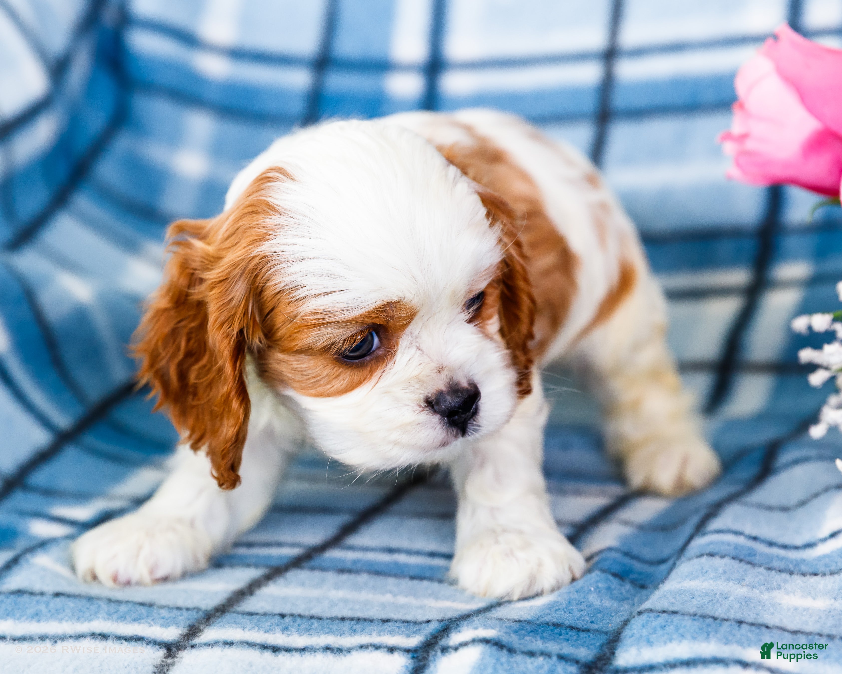 Mixed Breed dogs Jace - Ad 2