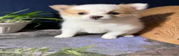Pomeranian dogs for sale: Rudy - Ad 8