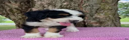 Bernedoodle dogs for sale: Honey - Ad 7