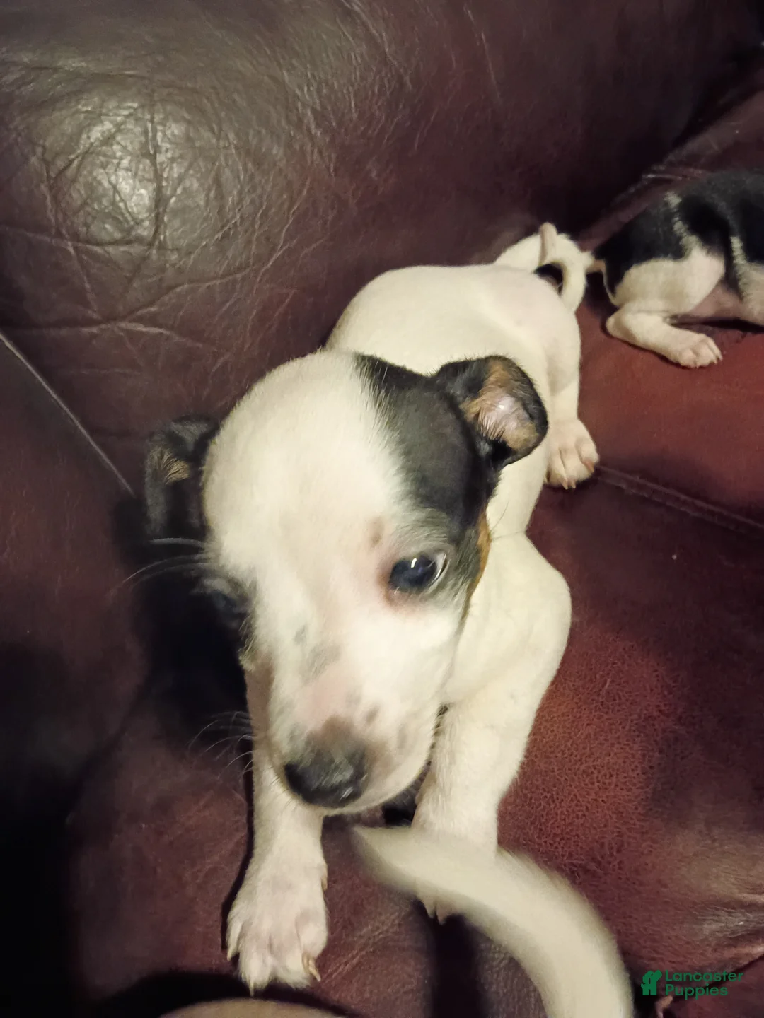 Jack Chi dogs for sale: Jack Chi Puppy 1 - Ad 2