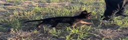 German Shepherd dogs for sale: Gonzo - Ad 6