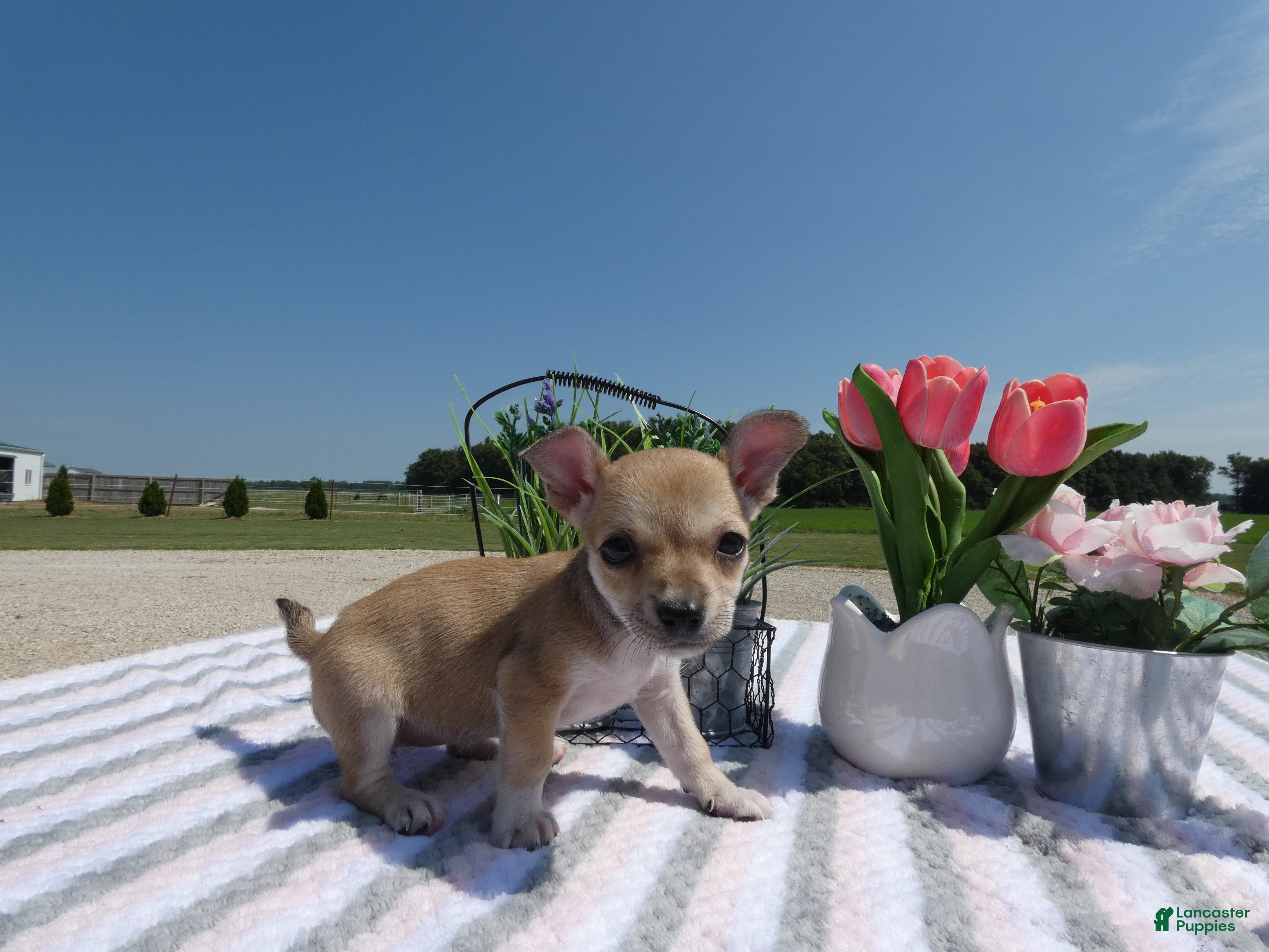 Chihuahua dogs Chihuahua 5 Sheba - Ad 6
