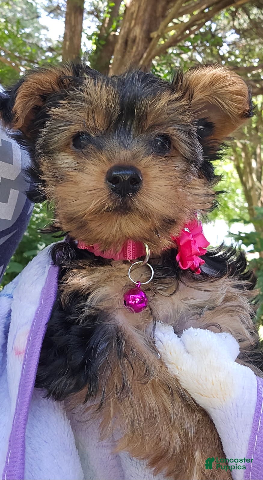 Yorkshire Terrier dogs Apple Girl - Ad 1
