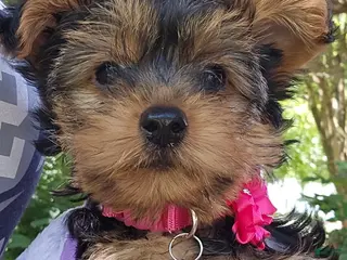 Yorkshire Terrier dogs for sale: Apple Girl - Ad 1