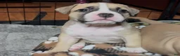 American Bully dogs for sale: American Bully Female - Ad 6