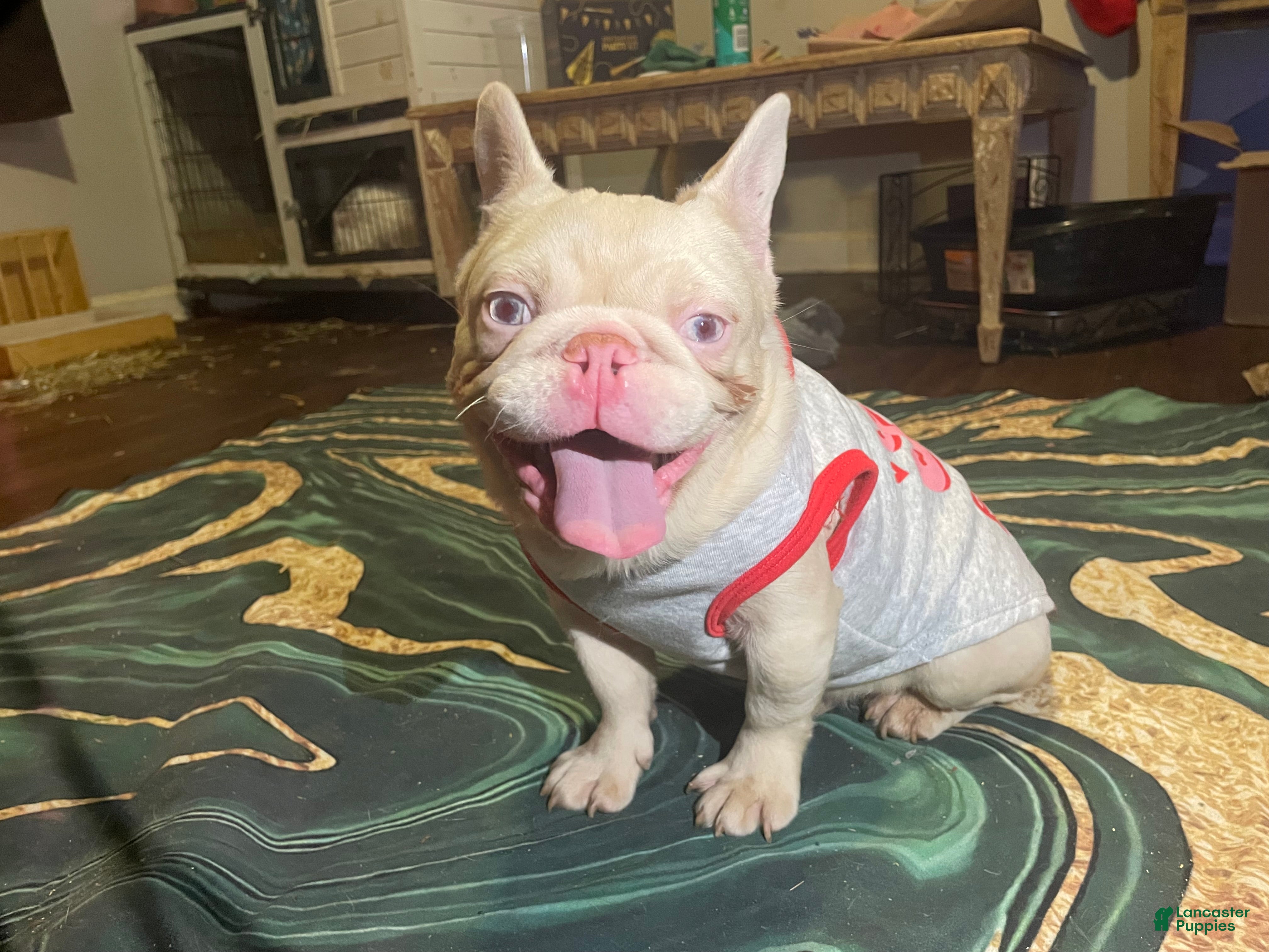 French Bulldog dogs Yang the Pink Micro - Ad 1