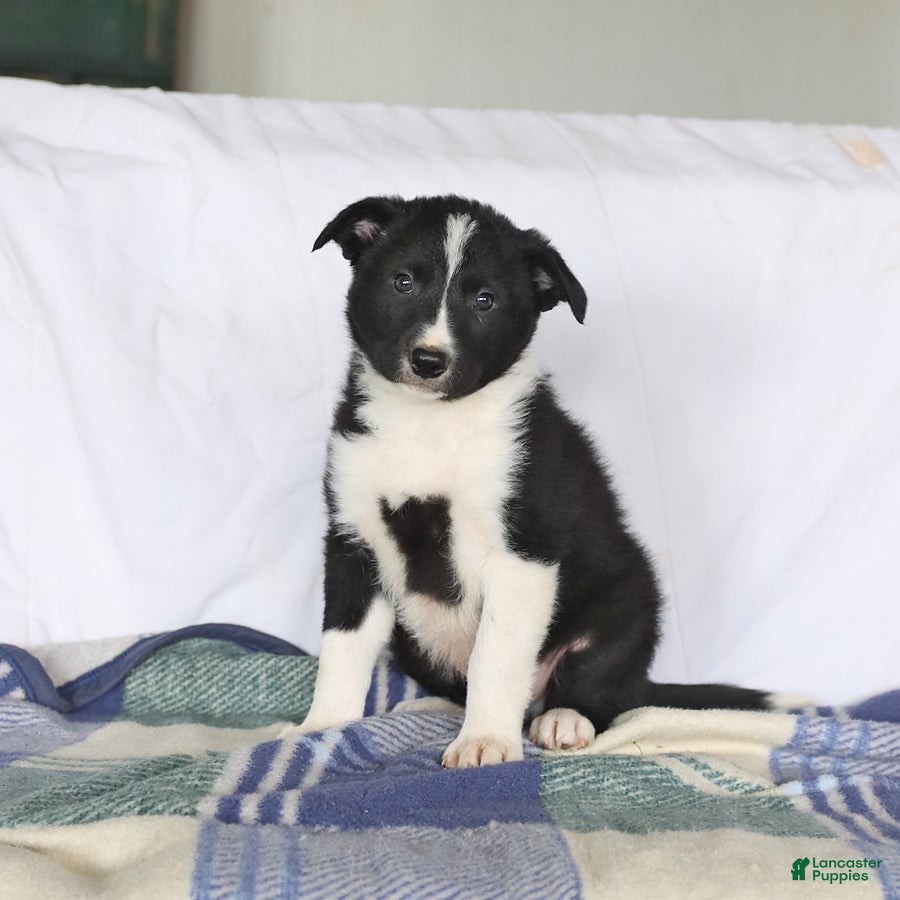 Border Collie dogs Dakota - Ad 1