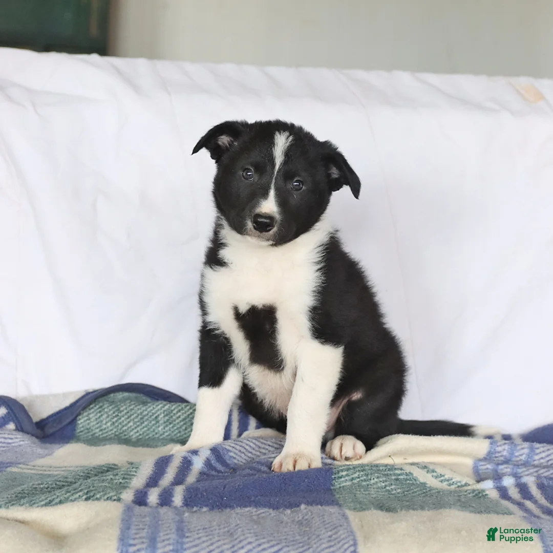 Border Collie dogs for sale: Dakota - Ad 1
