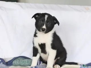 Border Collie dogs for sale: Dakota - Ad 1