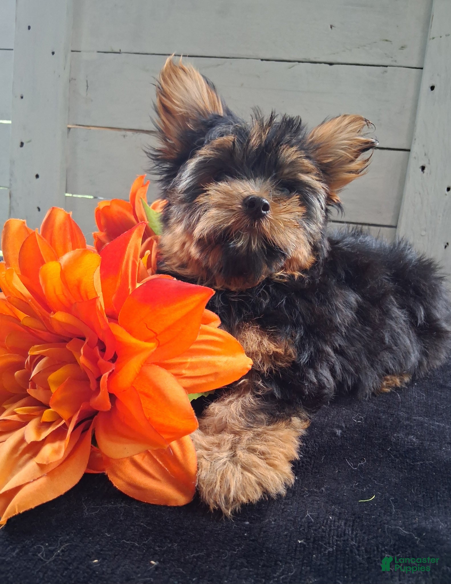 Yorkshire Terrier dogs Zach - Ad 1