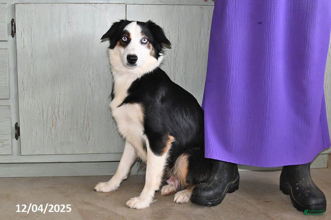 Australian Shepherd dogs for sale: Rudolph - Ad 6