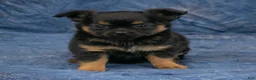 Chihuahua dogs for sale: Max - Ad 4