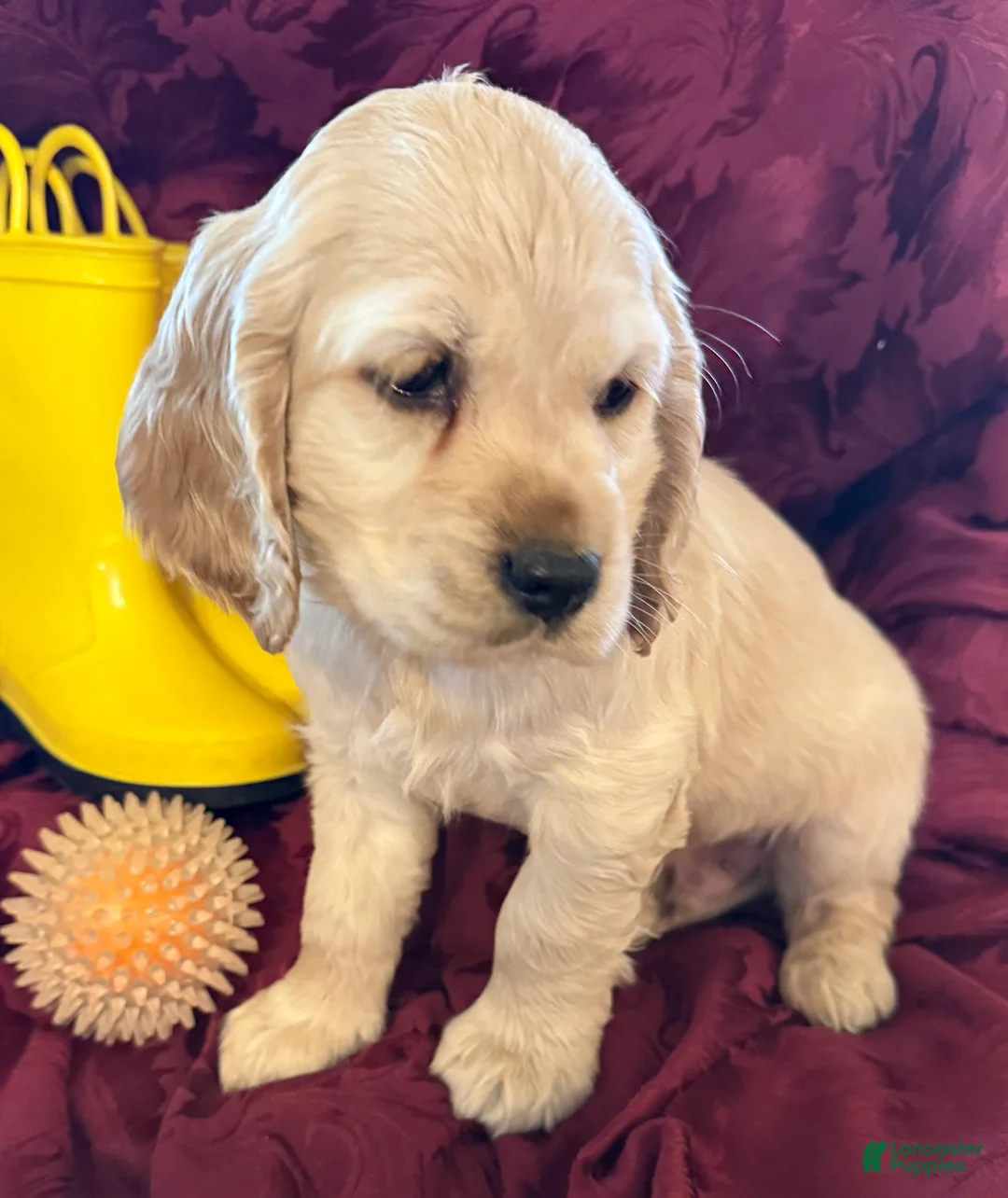 Cocker Spaniel dogs for sale: Cocker Spaniel Puppy ECHO - Ad 2
